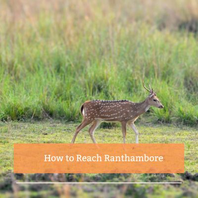 Ranthambore Safari Booking Safari Price Starts Inr